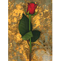 Red Rose on Gold